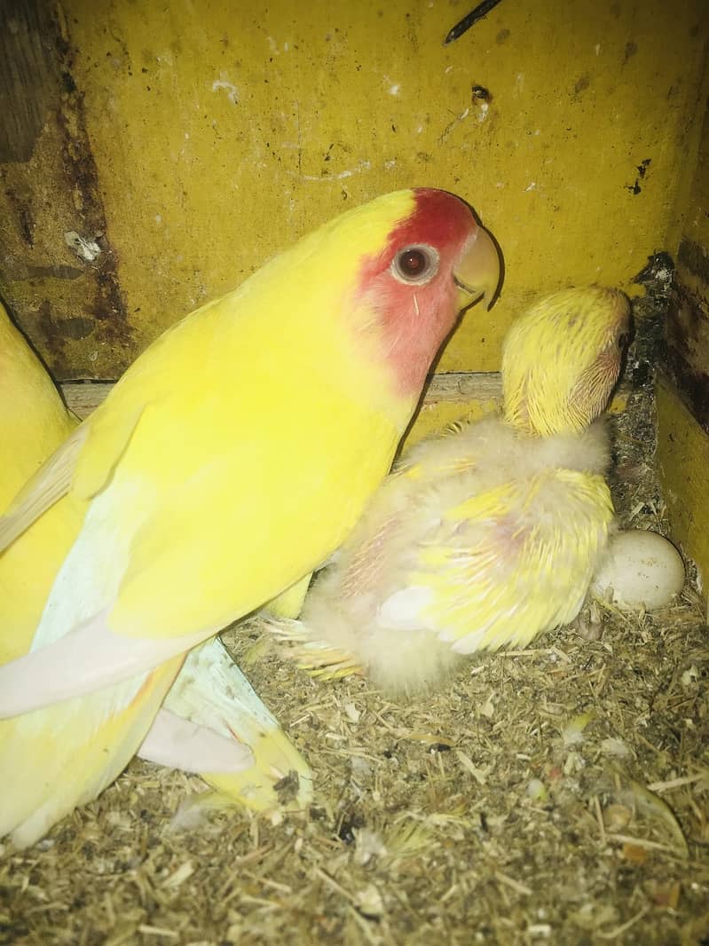 All Type Of Love Birds Breeder Pair with chicks and eggs 3