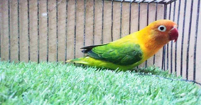 All Type Of Love Birds Breeder Pair with chicks and eggs 4