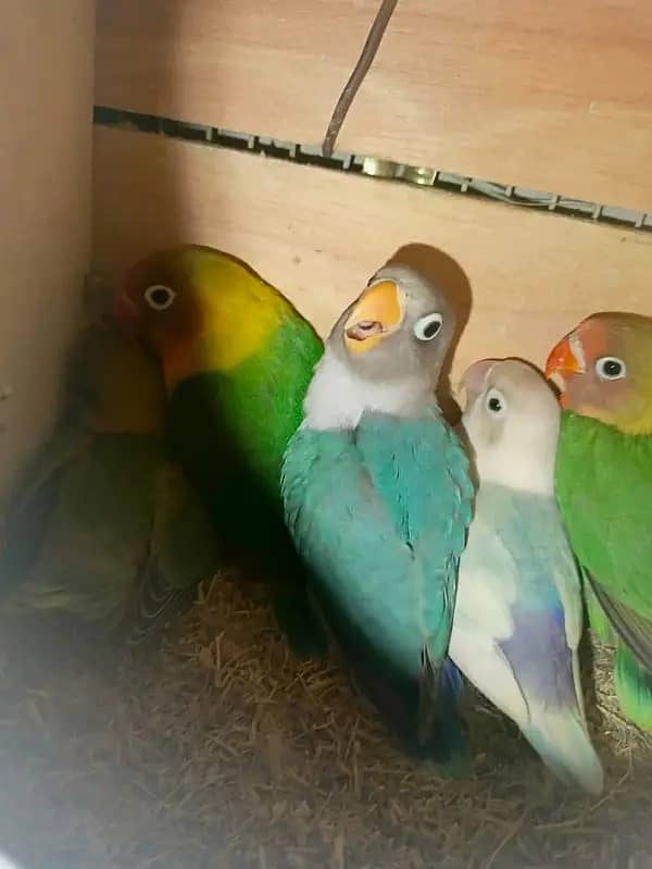 All Type Of Love Birds Breeder Pair with chicks and eggs 5