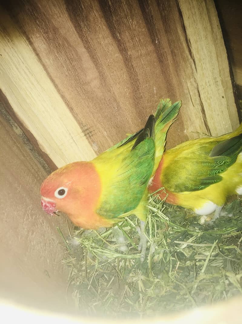 All Type Of Love Birds Breeder Pair with chicks and eggs 7