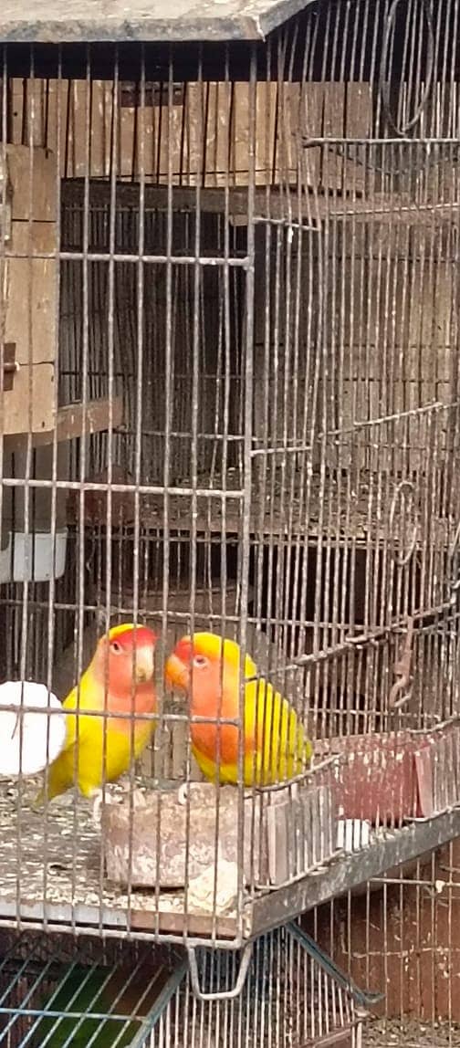 All Type Of Love Birds Breeder Pair with chicks and eggs 9