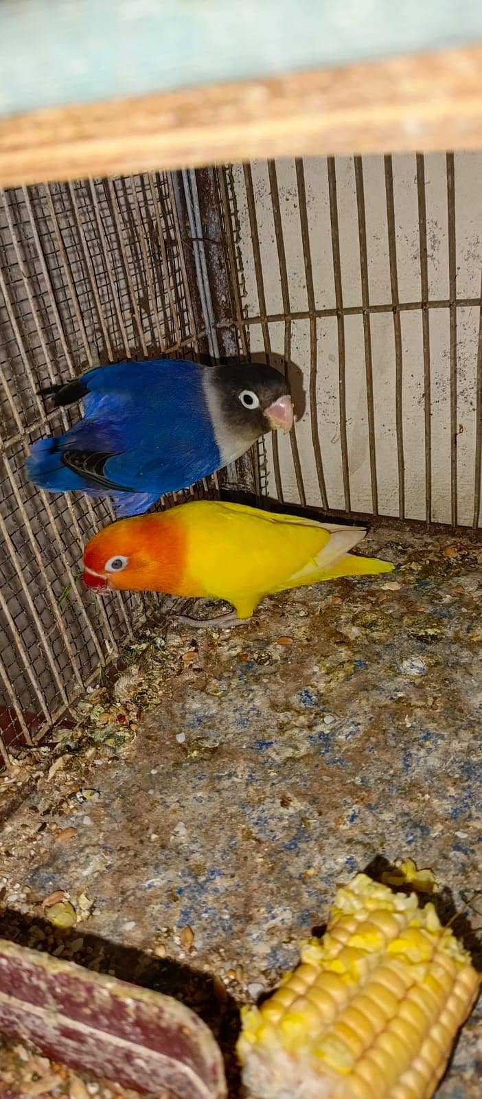 All Type Of Love Birds Breeder Pair with chicks and eggs 10