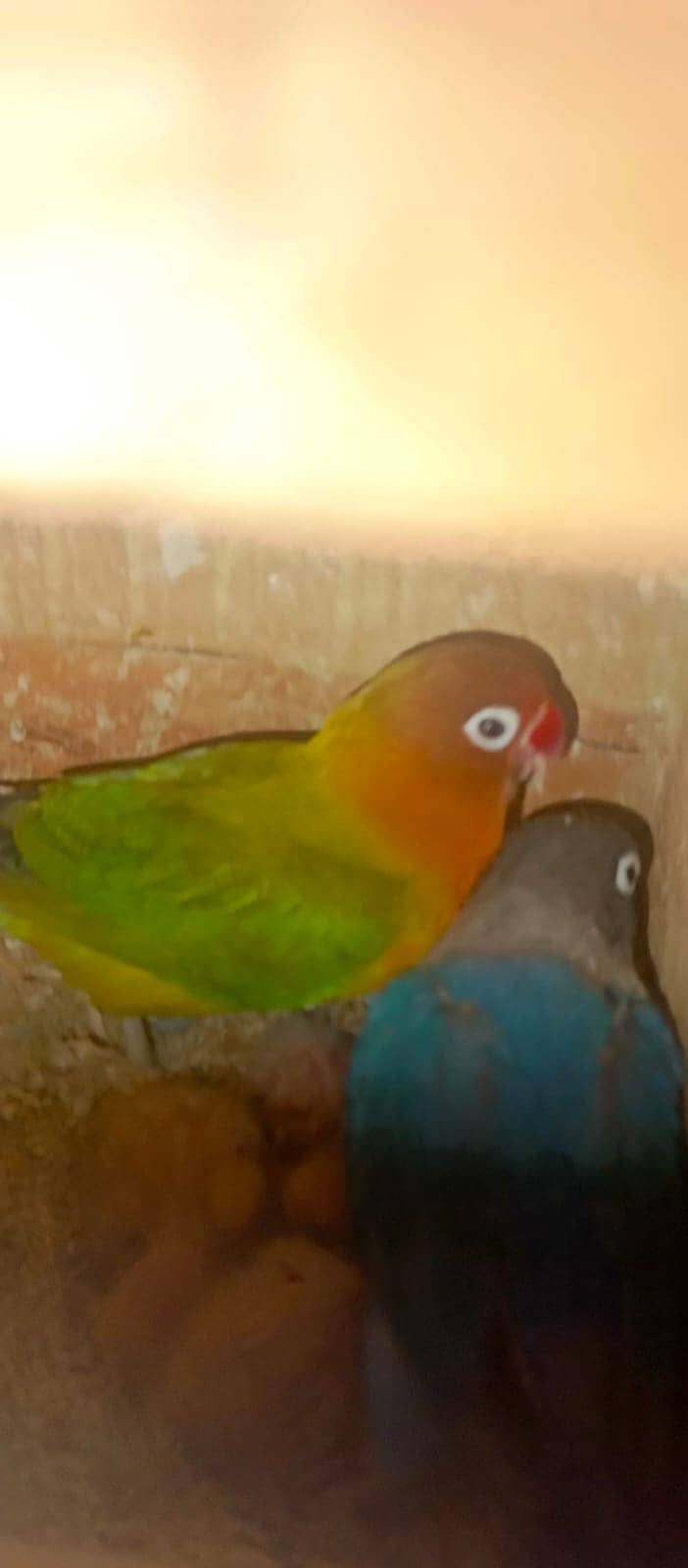 All Type Of Love Birds Breeder Pair with chicks and eggs 11