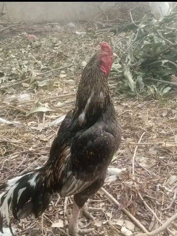 healthy saleta murga for sale breeder murga 3