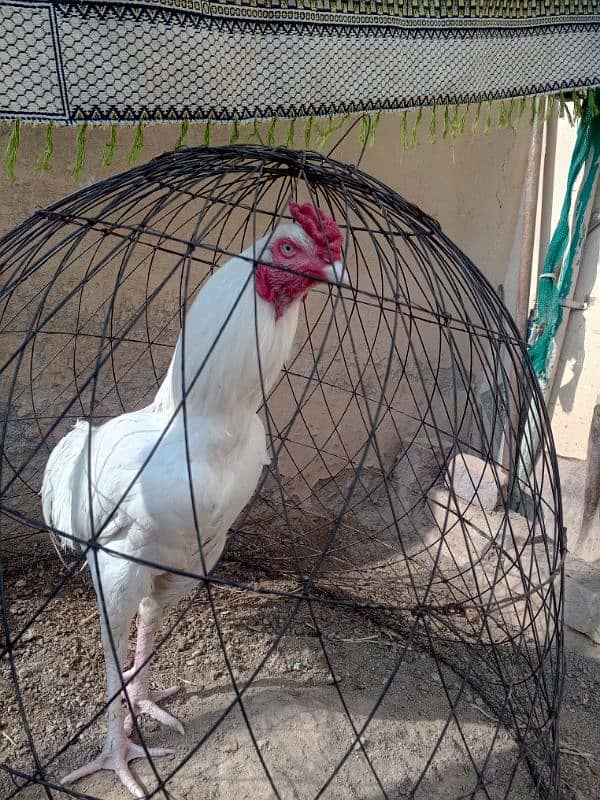 white Heera aseel for sale 0