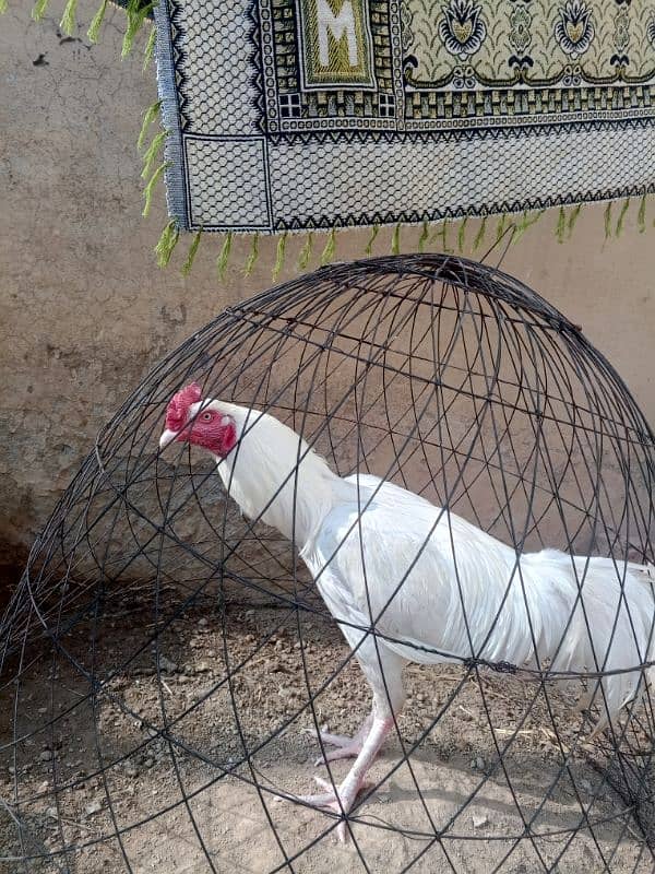 white Heera aseel for sale 1