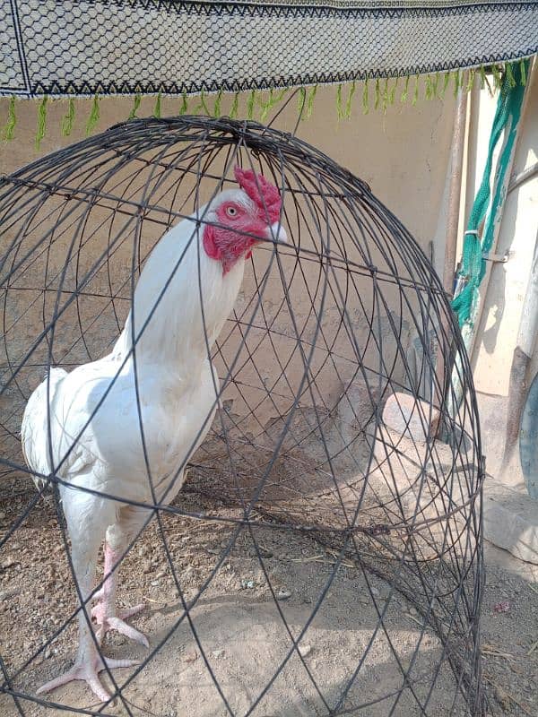 white Heera aseel for sale 2