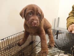 Labrador puppies Black and chocolate