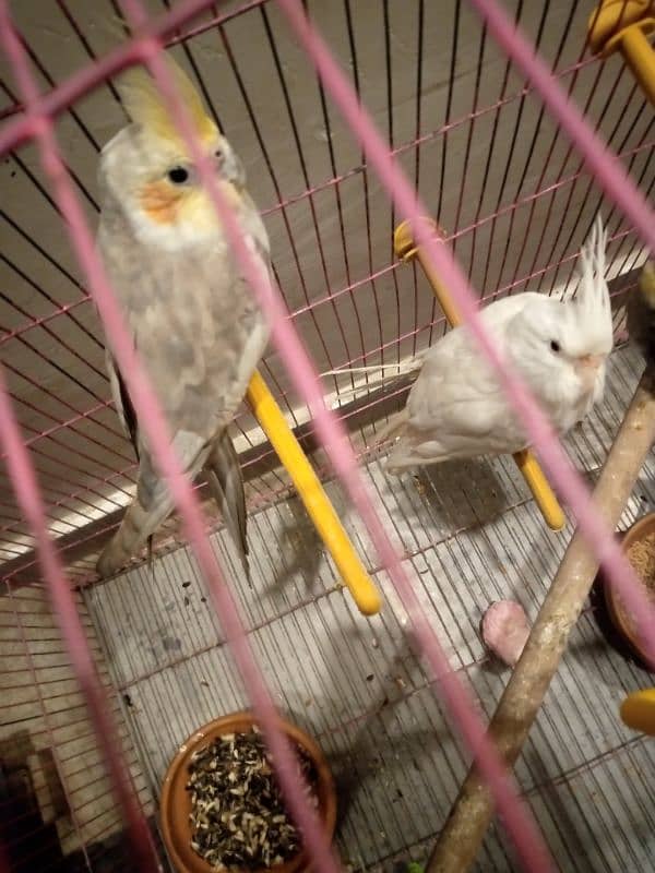 2 female cockatiel for sale 0