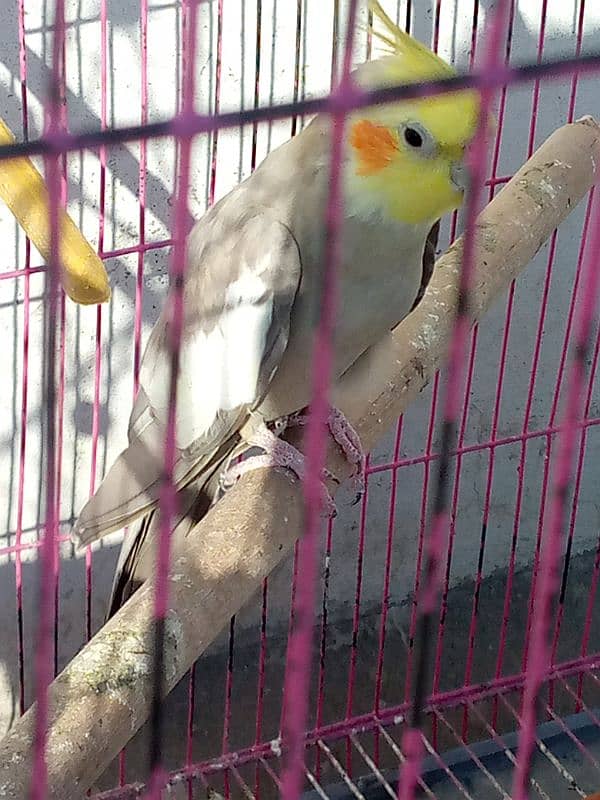 2 female cockatiel for sale 1