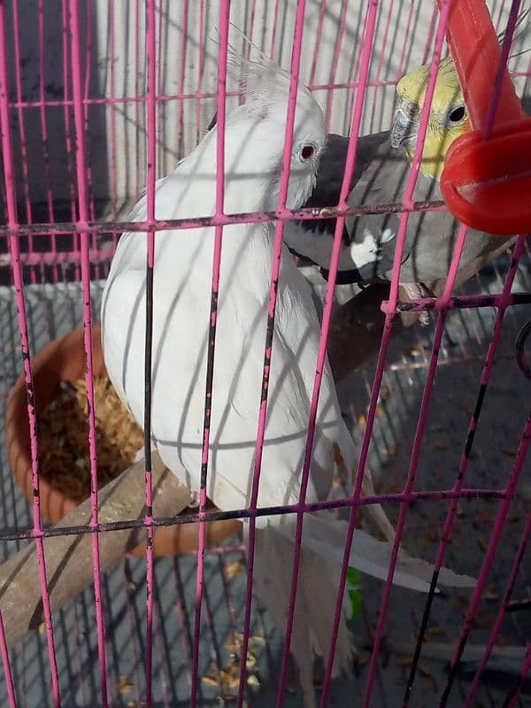 2 female cockatiel for sale 2