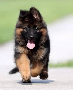 German Shepherd puppies 03262839519