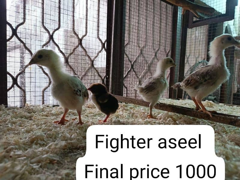 Heera aseel Chicks 6