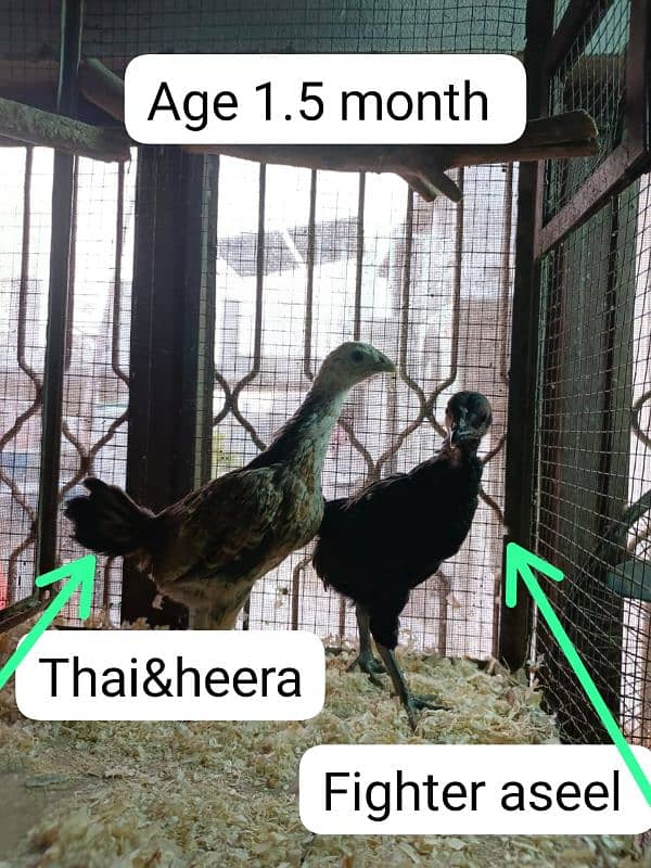 Heera aseel Chicks 7