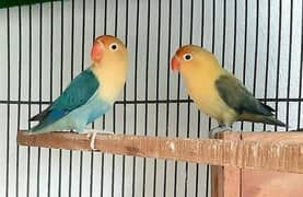 Parblue Opaline Mango Head Breeder Pair With 5 Chicks and Kikar Box