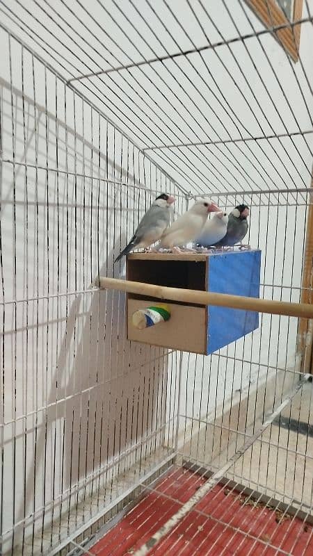 Eno breeder pair Coctail + White and Silver java Finches Breeder Pair 2