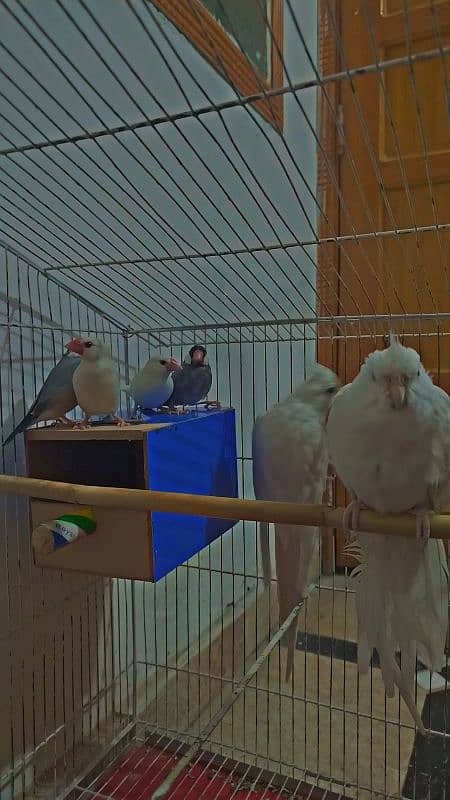 Eno breeder pair Coctail + White and Silver java Finches Breeder Pair 1