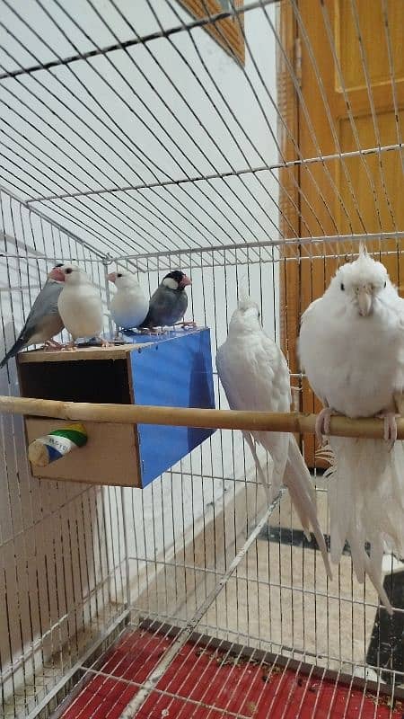 Eno breeder pair Coctail + White and Silver java Finches Breeder Pair 3