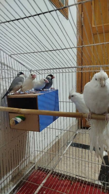 Eno breeder pair Coctail + White and Silver java Finches Breeder Pair 0