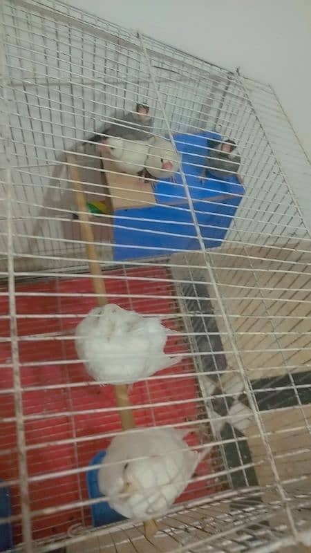 Eno breeder pair Coctail + White and Silver java Finches Breeder Pair 5