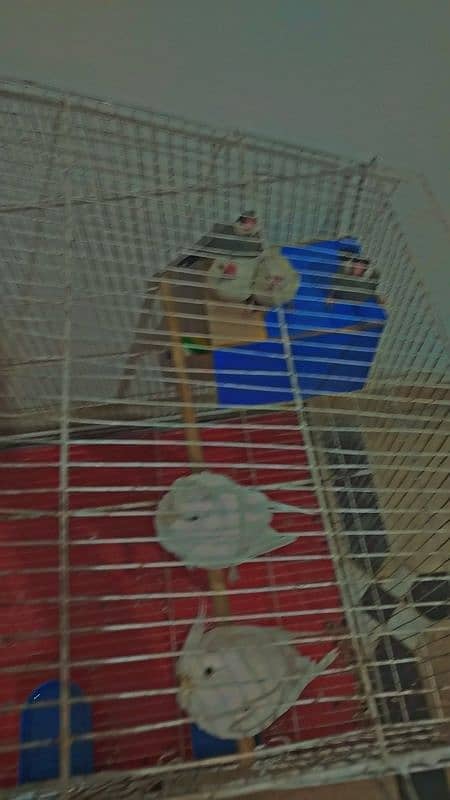 Eno breeder pair Coctail + White and Silver java Finches Breeder Pair 6