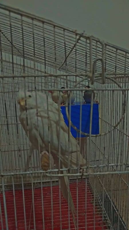 Eno breeder pair Coctail + White and Silver java Finches Breeder Pair 7