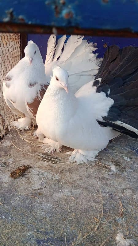 American laky kabooter breeder pair 2