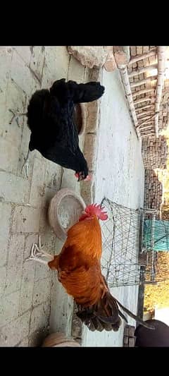 Desi pair+Aseel chicks