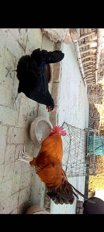 Desi pair+Aseel chicks 0