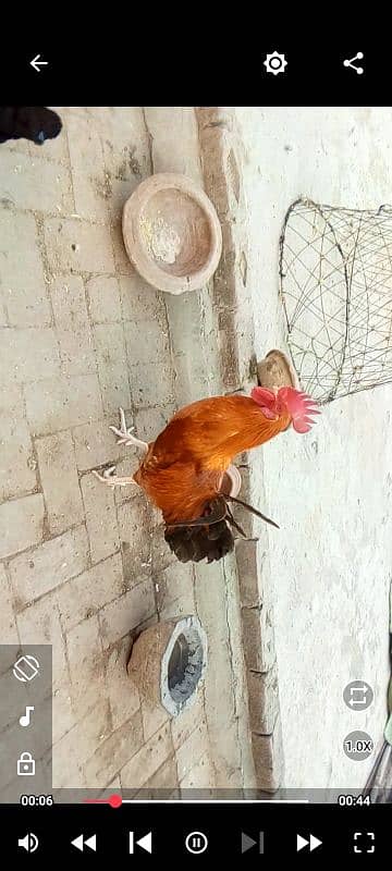 Desi pair+Aseel chicks 3