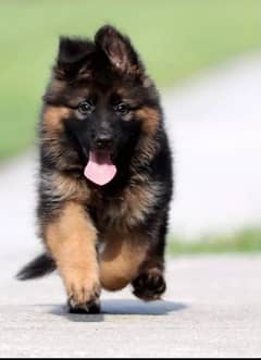 German Shepherd puppies 03262839519