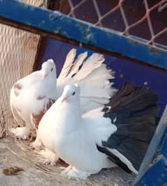 American laky kabooter breeder pair