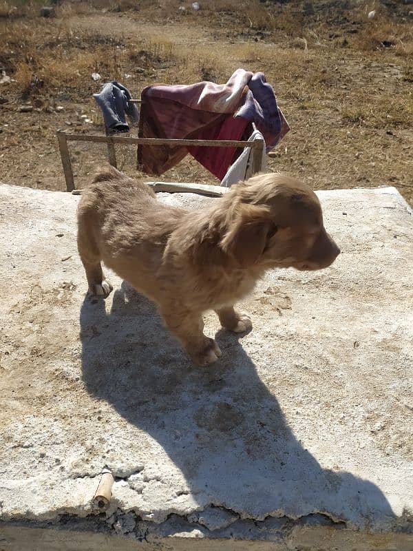 Poodle dog and puppy 1