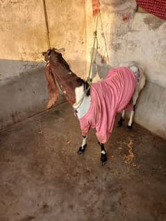 I am selling my kamori goat with male kid