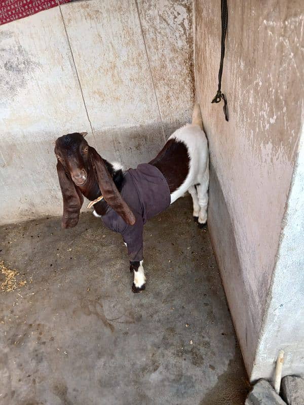 I am selling my kamori goat with male kid 3