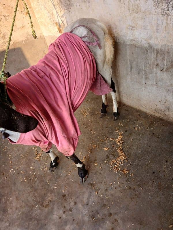 I am selling my kamori goat with male kid 4