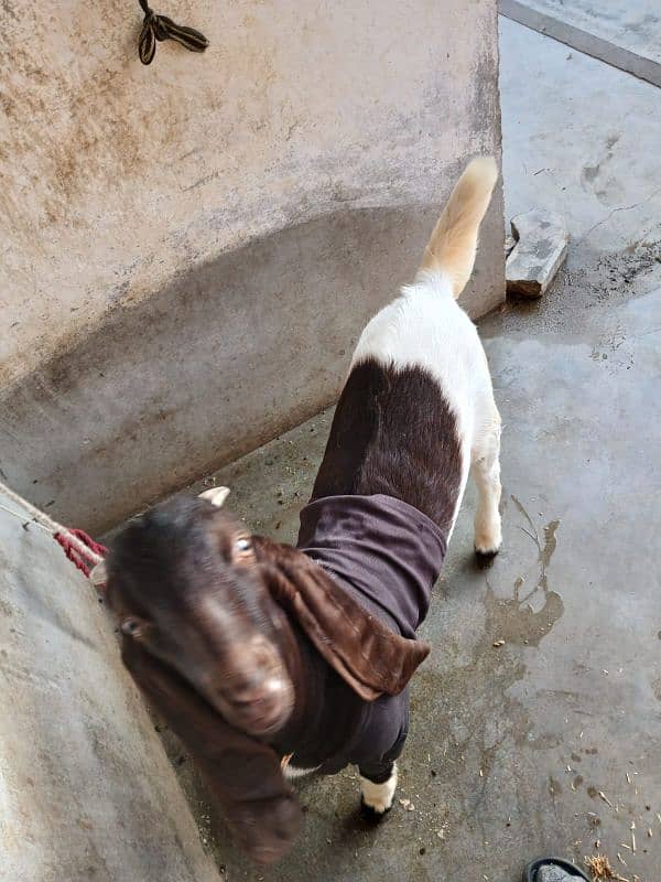 I am selling my kamori goat with male kid 6