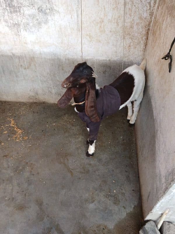 I am selling my kamori goat with male kid 8