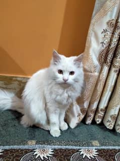 Pure Persian Cat (kitten , Triple coated)