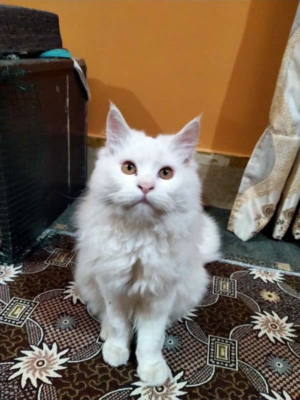 Pure Persian Cat (kitten , Triple coated) 1