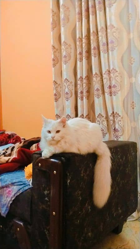 Pure Persian Cat (kitten , Triple coated) 2