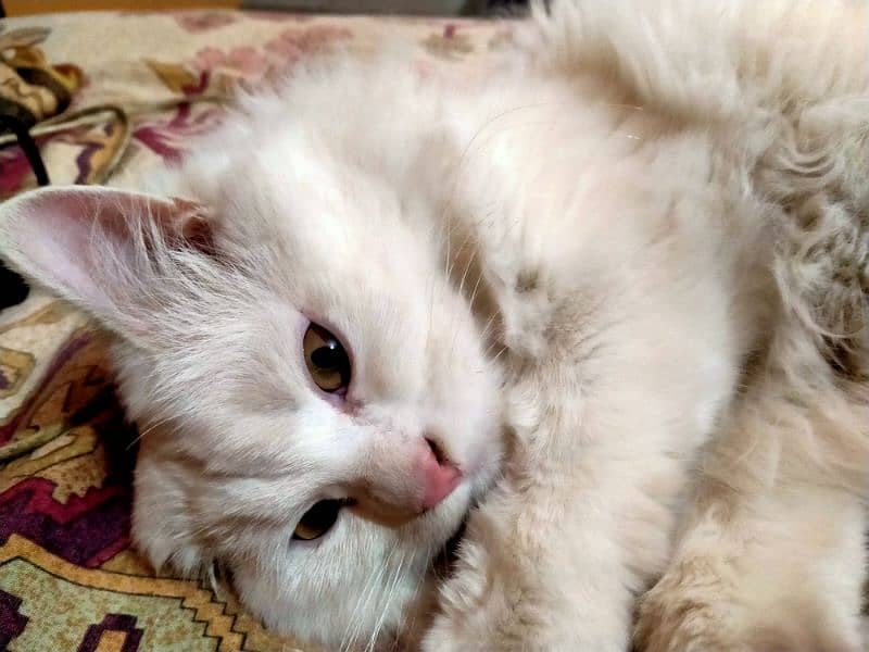 Pure Persian Cat (kitten , Triple coated) 3