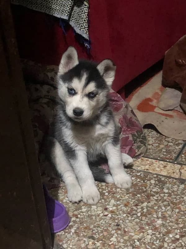 Siberian husky female puppy available non pedigree age 40 dy 1