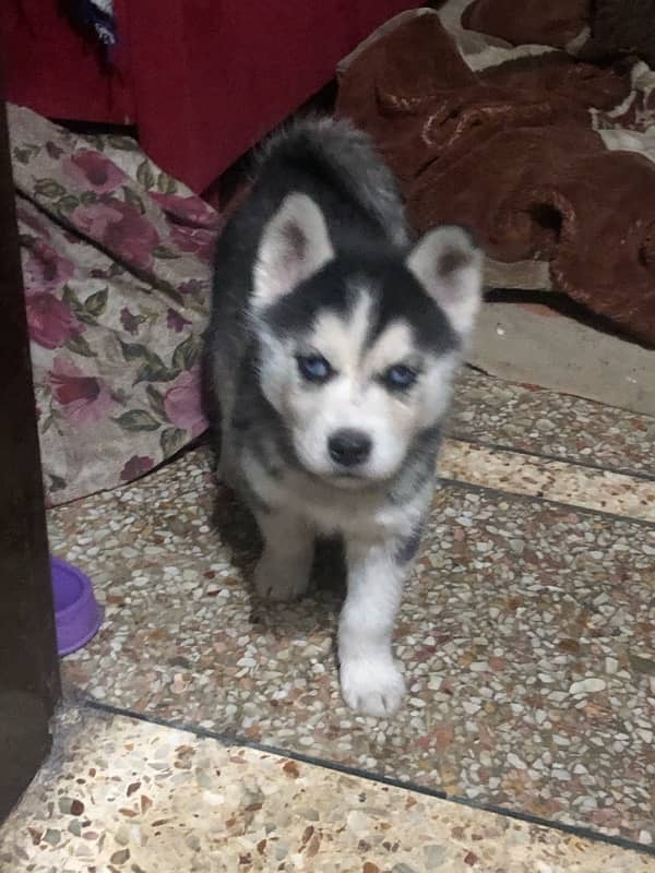 Siberian husky female puppy available non pedigree age 40 dy 2