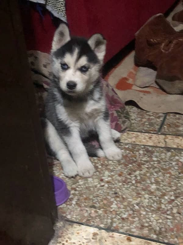 Siberian husky female puppy available non pedigree age 40 dy 3