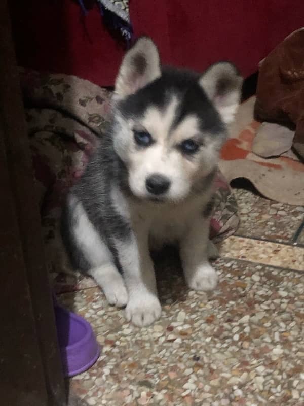 Siberian husky female puppy available non pedigree age 40 dy 4