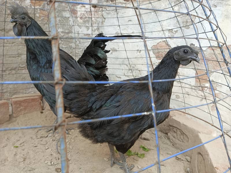 Ayam cemni egg laying pair for sale 0