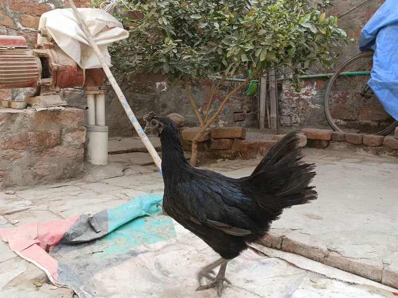 Ayam cemni egg laying pair for sale 1