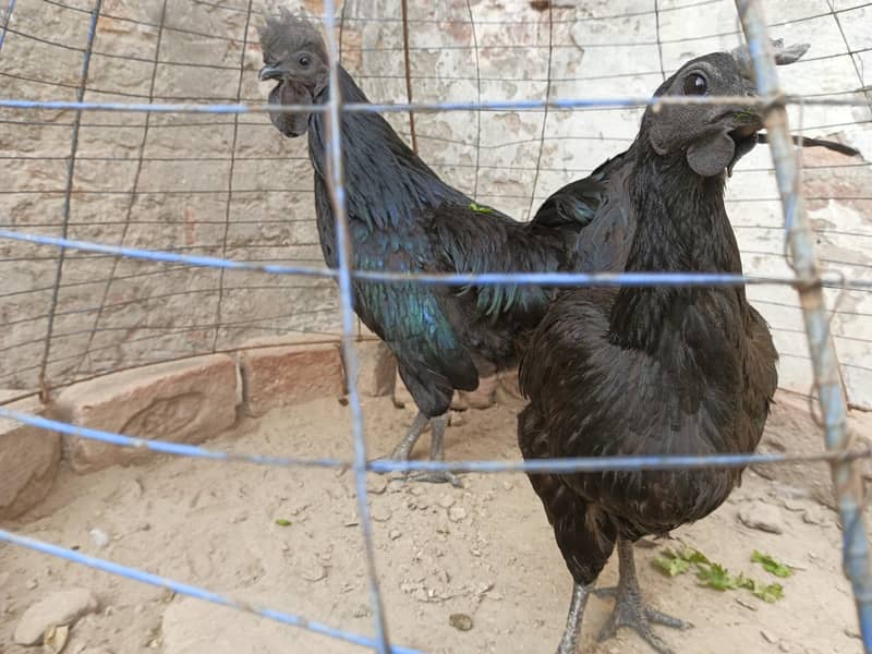 Ayam cemni egg laying pair for sale 2