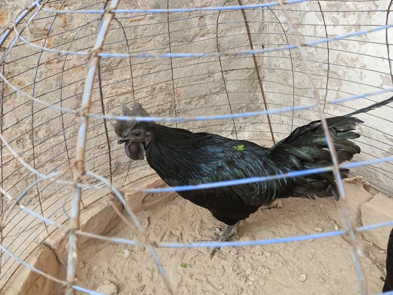 Ayam cemni egg laying pair for sale 5